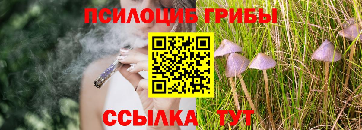 Псилоцибиновые грибы Psilocybe Черняховск